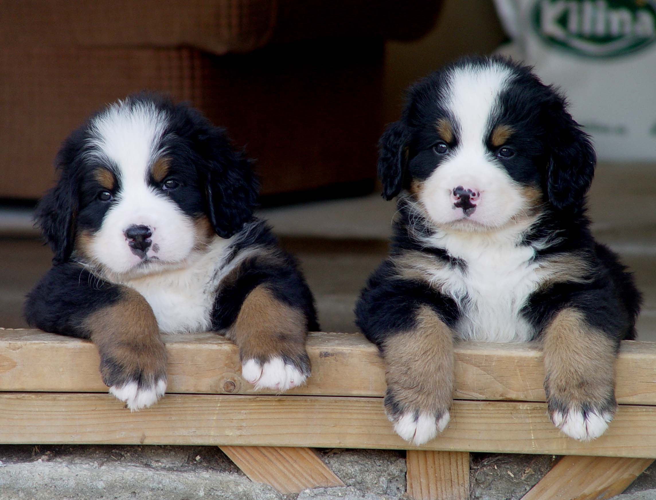 BERNESE